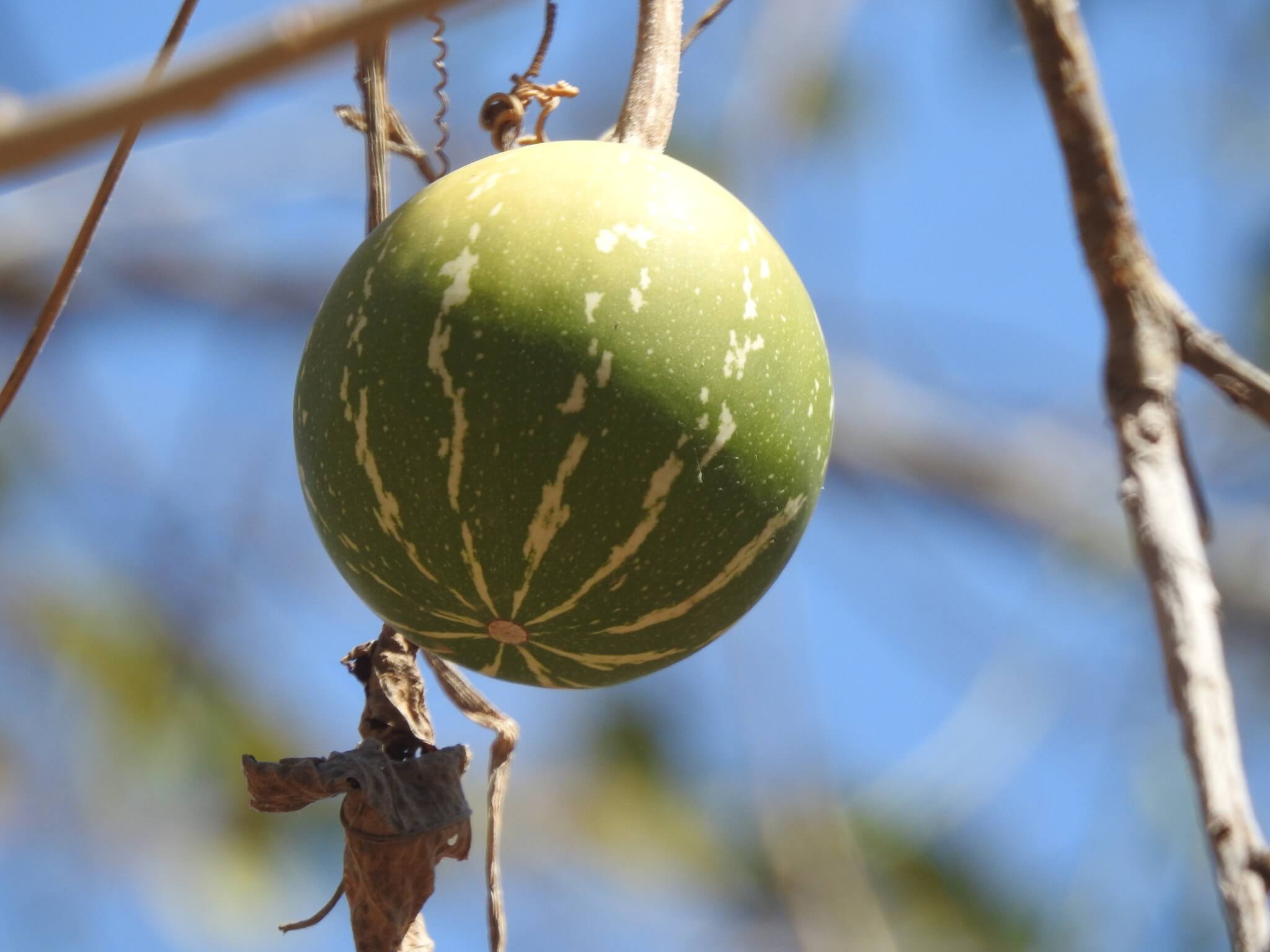 Cucurbita argyrosperma